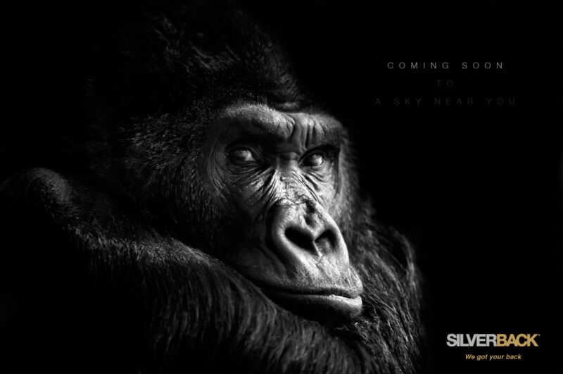 silverback teaser poster